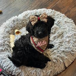 Yellow collar MILA - Black female Goldendoodle puppy in Aurora, Illinois from Chicago Goldendoodles