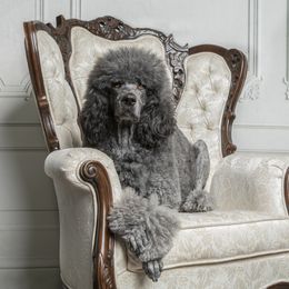 Hera - Poodle