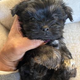 Zorro - Black male Shorkie puppy in Ocala, Florida from Yorkie  And Shih Tzu Love