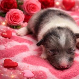 Cookies and Cream - Blue merle and white female Shetland Sheepdog puppy in Wapello, Iowa from Willow Rayne shelties and more