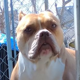 Harley - American Bully
