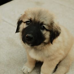 Boy 1 "Tonka" - Colorado Mountain Dog puppy in Colorado Springs, Colorado from West Side Woofies