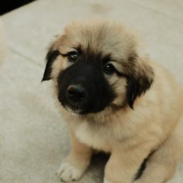 Boy 1 "Tonka" - Colorado Mountain Dog puppy in Colorado Springs, Colorado from West Side Woofies