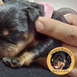 Tina - Black and mahogany Rottweiler puppy in Von Ormy, Texas from Haus of ZOA