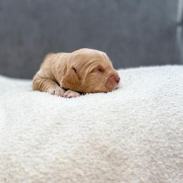 Madonna - Caramel cream female Australian Labradoodle puppy in Denton, Texas from Liberty Hill Labradoodles
