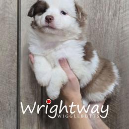 Sandy - Red merle female Miniature Australian Shepherd puppy in Dowagiac, Michigan from Wrightway Wigglebutts
