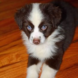 Aussiedoodle, Australian Shepherd, Miniature Australian Shepherd, and Toy Australian Shepherd Puppies from 3Laussies
