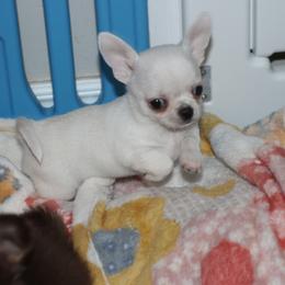 Frosty 3,300 - Cream and white male Chihuahua puppy in Cache, Oklahoma from Charming Lil Chihuahuas