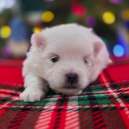Ivory - Cream parti female Pomeranian puppy in Oak Forest, Illinois from Illinois Poms