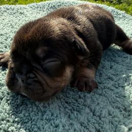 Dutton - Tricolors female French Bulldog puppy in Warm Springs, Arkansas from State Line Dachshunds & Frenchies