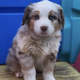 Jack - Red merle male Australian Shepherd puppy in Neola, Utah from Wall To Wall Aussies