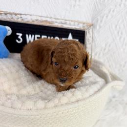 Pluto - Red  male Poodle puppy in Florida from Adorable Toy-Miniature Poodles