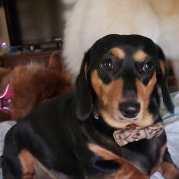 Milah - Dachshund