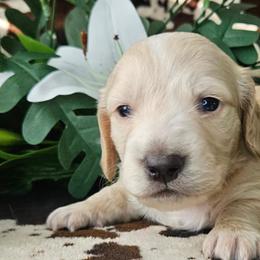 Dachshunds from Buck Fifty Ranch doxies