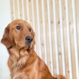 Honey - Golden Retriever