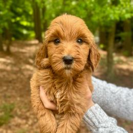 Honey - Red  female Goldendoodle puppy in Kenansville, North Carolina from J+A Family Doodles
