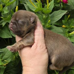 Liver tan points - Chocolate and tan male Shih Tzu puppy in Vinita, Oklahoma from Locust Creek Shih Tzu & Havanese