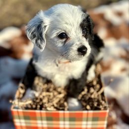 Brown collar (Toy) - Black and white male Aussiedoodle puppy in 32046, Florida from River Hill Ranch