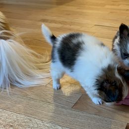 Papillon Puppies from Seven Pillars Papillon
