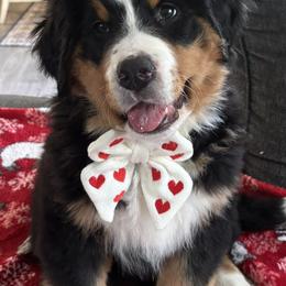 Bernese Mountain Dog Puppies from Purple Sage Puppies Bernese Mountain Dogs