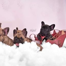 French Bulldog Puppies from Bullish Pride
