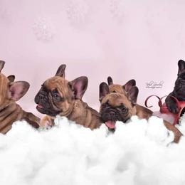 French Bulldog Puppies from Bullish Pride