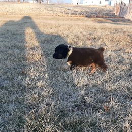Australian Shepherd Puppies from AJD Aussies