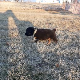 Australian Shepherd Puppies from AJD Aussies