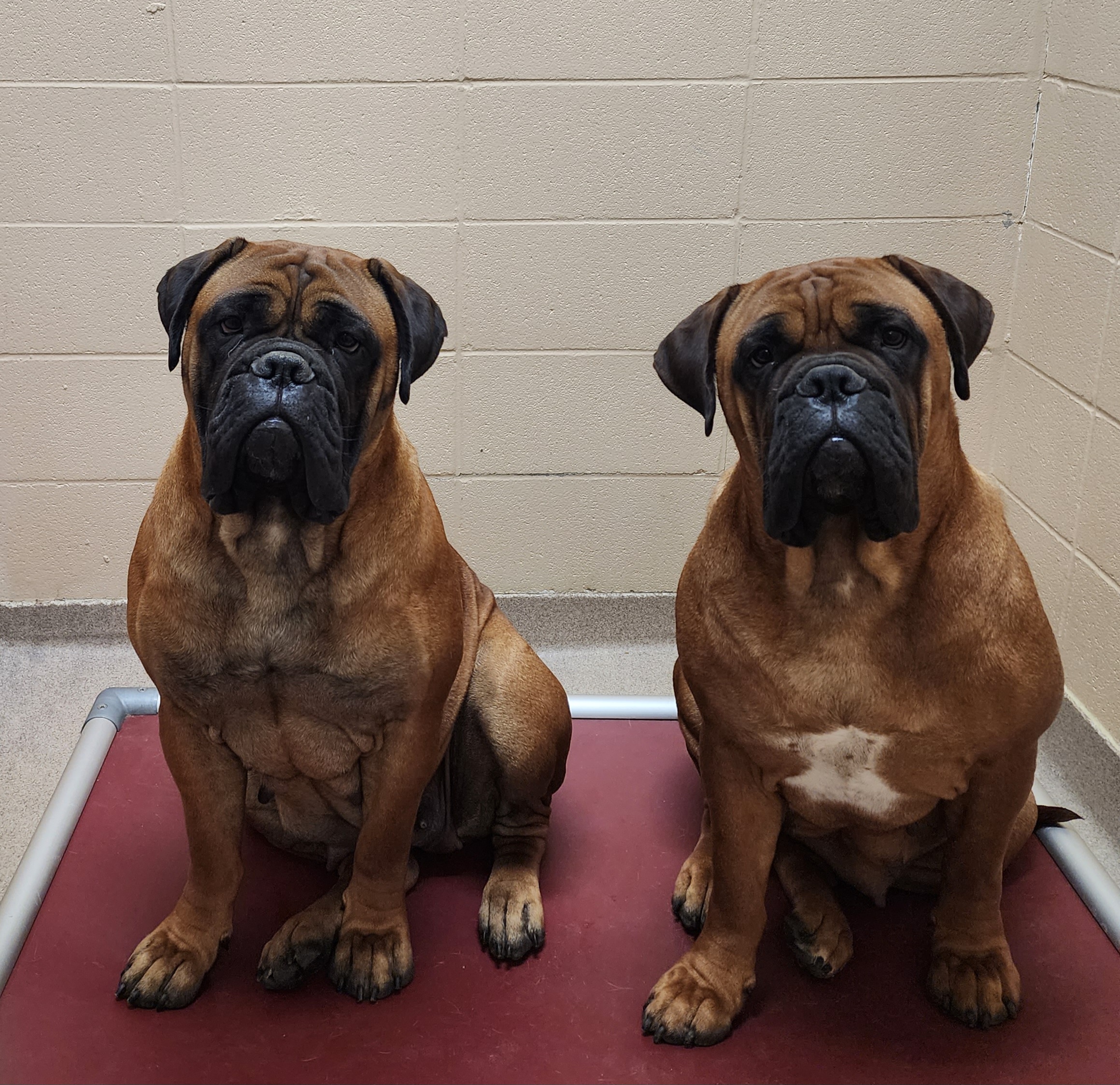 "Dottie and June, 18 months" Bullmastiff All Grown Up from Olive Tree  Bullmastiffs
