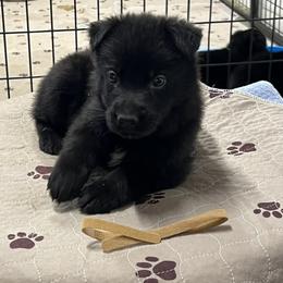Boy 1 - Black male German Shepherd puppy in Council Bluffs, Iowa from Von Skvely' Haus