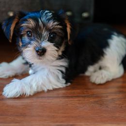 Yorkshire Terrier Puppies from Precious Puppies