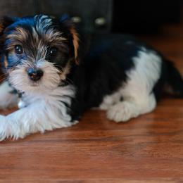 Yorkshire Terrier Puppies from Precious Puppies