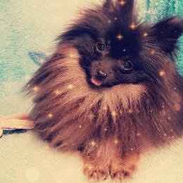 French Bulldog and Pomeranian Puppies from Purrs N Poms
