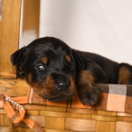 Boy 4 - Black and rust male Doberman Pinscher puppy in Overton, Texas from Obsidian Kennel