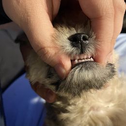 Schnoodle Puppies from Noodle Tings Puppies