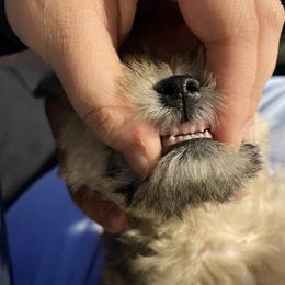 Schnoodle Puppies from Noodle Tings Puppies