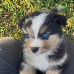 Lake Bemidji - Blue merle male Miniature Australian Shepherd puppy in Priest River, Minnesota from Offgrid Aussies