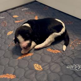 White collar - Tri-color female Bernedoodle puppy in Marlow, Oklahoma from Crider’s Critters