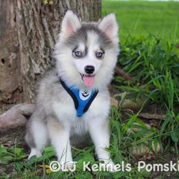 Speedo - Black and white male Pomsky puppy in Centerville, Iowa from LJ Kennels Pomskies, LLC