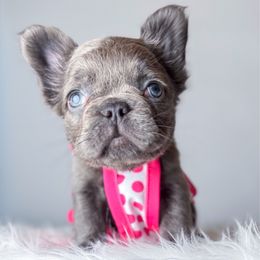 RiRi - Liver female French Bulldog puppy in Porter, Texas from Whatabulldog