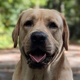 Mangu - Labrador Retriever