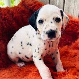 Patched - White and black female Dalmatian puppy in Westhoff, Texas from Smart Dalmatians (LUA)