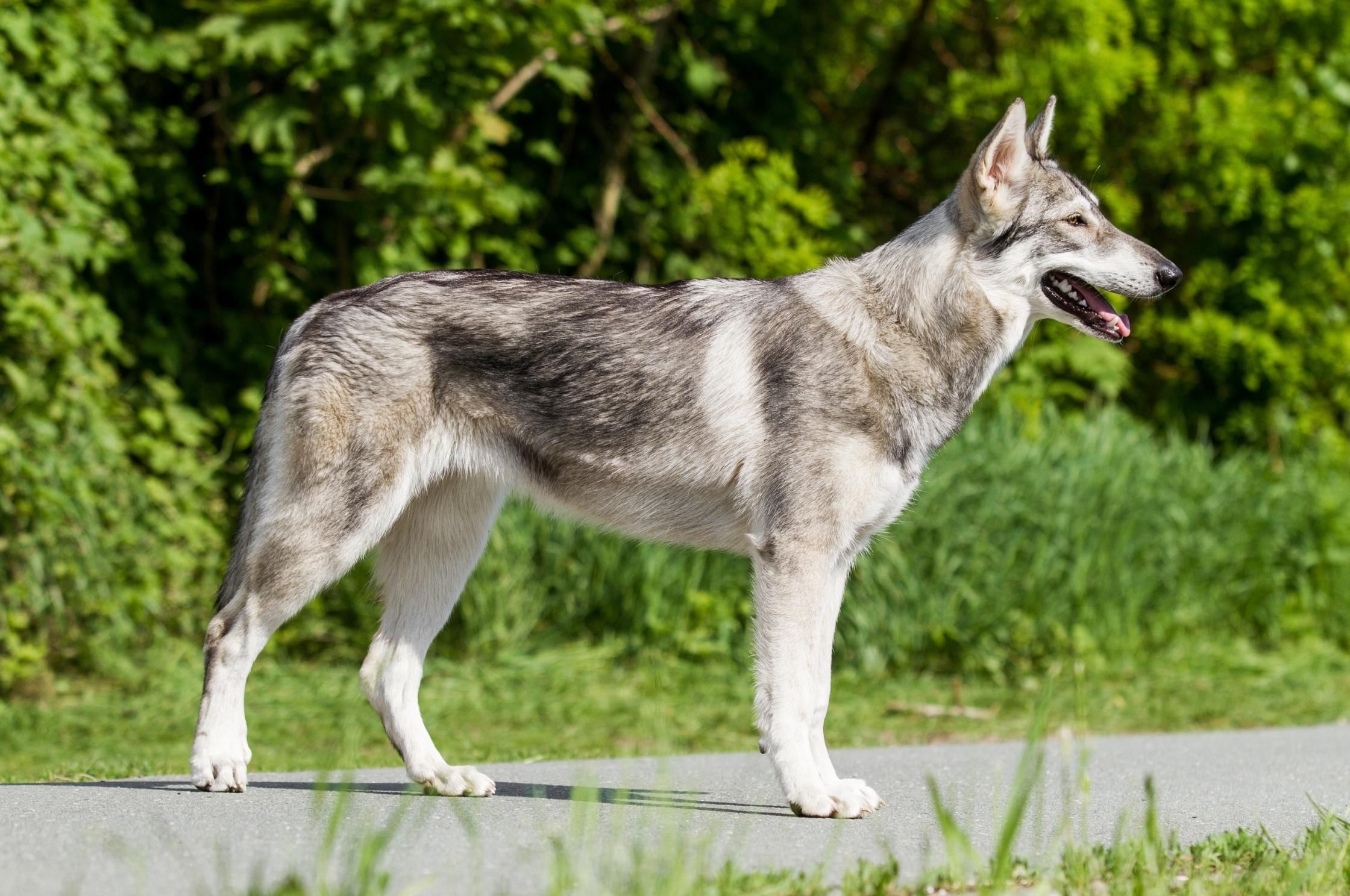 Northern inuit store dog puppy price