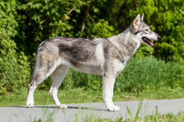 Find Northern Inuit Dog puppies for sale