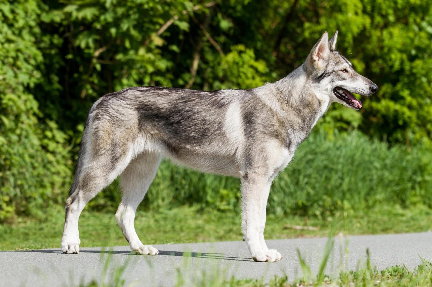 Northern Inuit Dog
