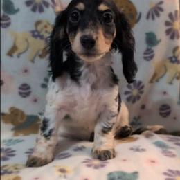 Kiwi the black and cream piebald girl - Piebald female Dachshund puppy in Pelion, South Carolina from Doitsujin Dachshunds