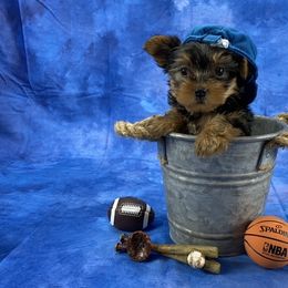 Yorkshire Terrier Puppies from Sandy Klug
