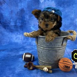 Yorkshire Terrier Puppies from Sandy Klug