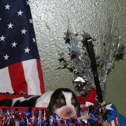 Gabby - Black white and brown female Basset Hound puppy in Dover, Arkansas from S&S American Bassets