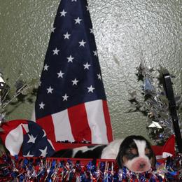Gabby - Black white and brown female Basset Hound puppy in Dover, Arkansas from S&S American Bassets
